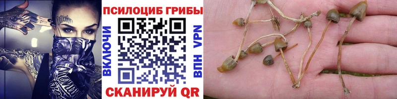 цены   Белорецк  Галлюциногенные грибы Cubensis 